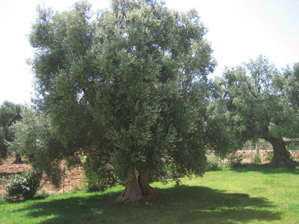 La Vigna Vecchia Guest House Фазано Екстериор снимка